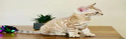 Bengal cats for sale: ⭐⭐⭐ Pedigree Bengal TICA registered Kittens ⭐⭐⭐ - Advert 27