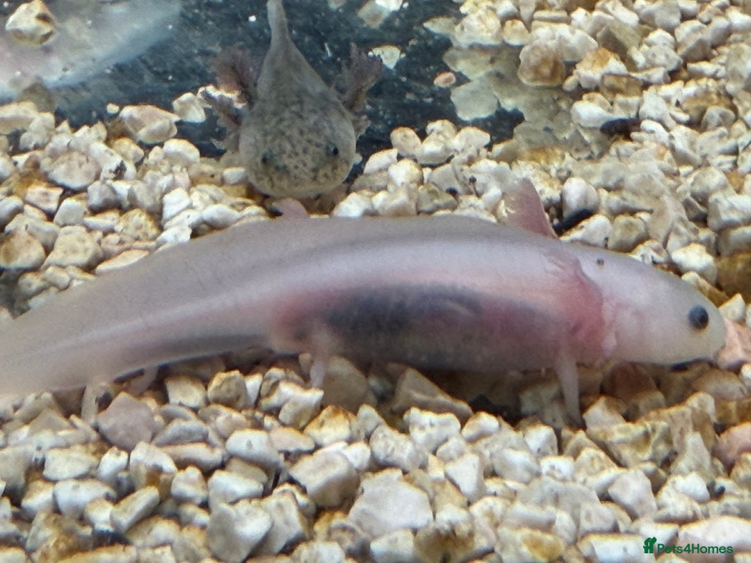 Axolotl reptiles for sale: Axolotl - Advert 28