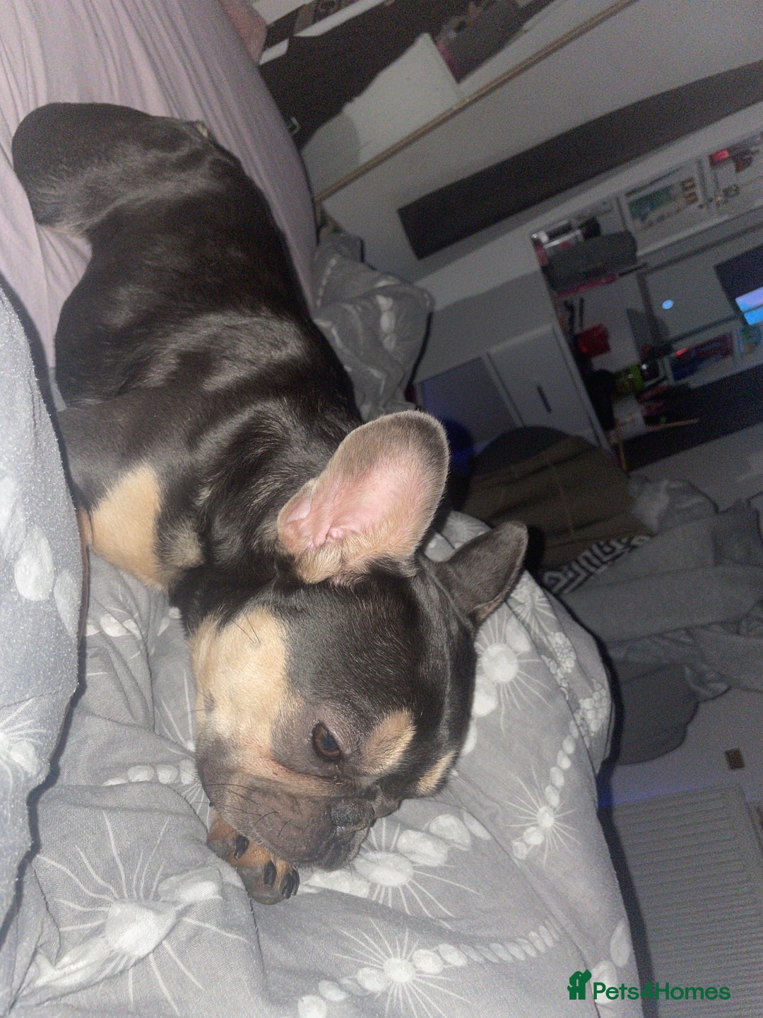 French Bulldog dogs for sale: French bulldog - Advert 4