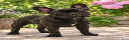 French Bulldog dogs for sale: Beautiful KC Registered French Bulldog  in Leicester - Advert 6