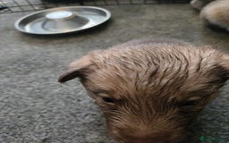 Huskita dogs for sale: Beautiful Female Huskita puppy - Image 13