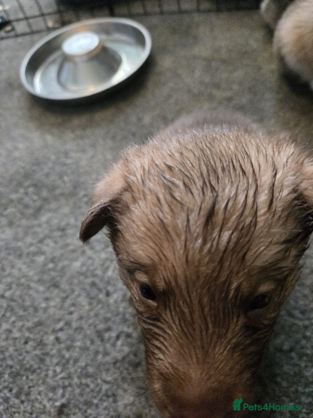 Huskita dogs for sale: Beautiful Female Huskita puppy - Image 13