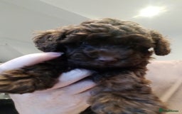 Toy Poodle dogs for sale: Chunky Chocolate Cuddler – Toy Poodle Pup  - Image 3