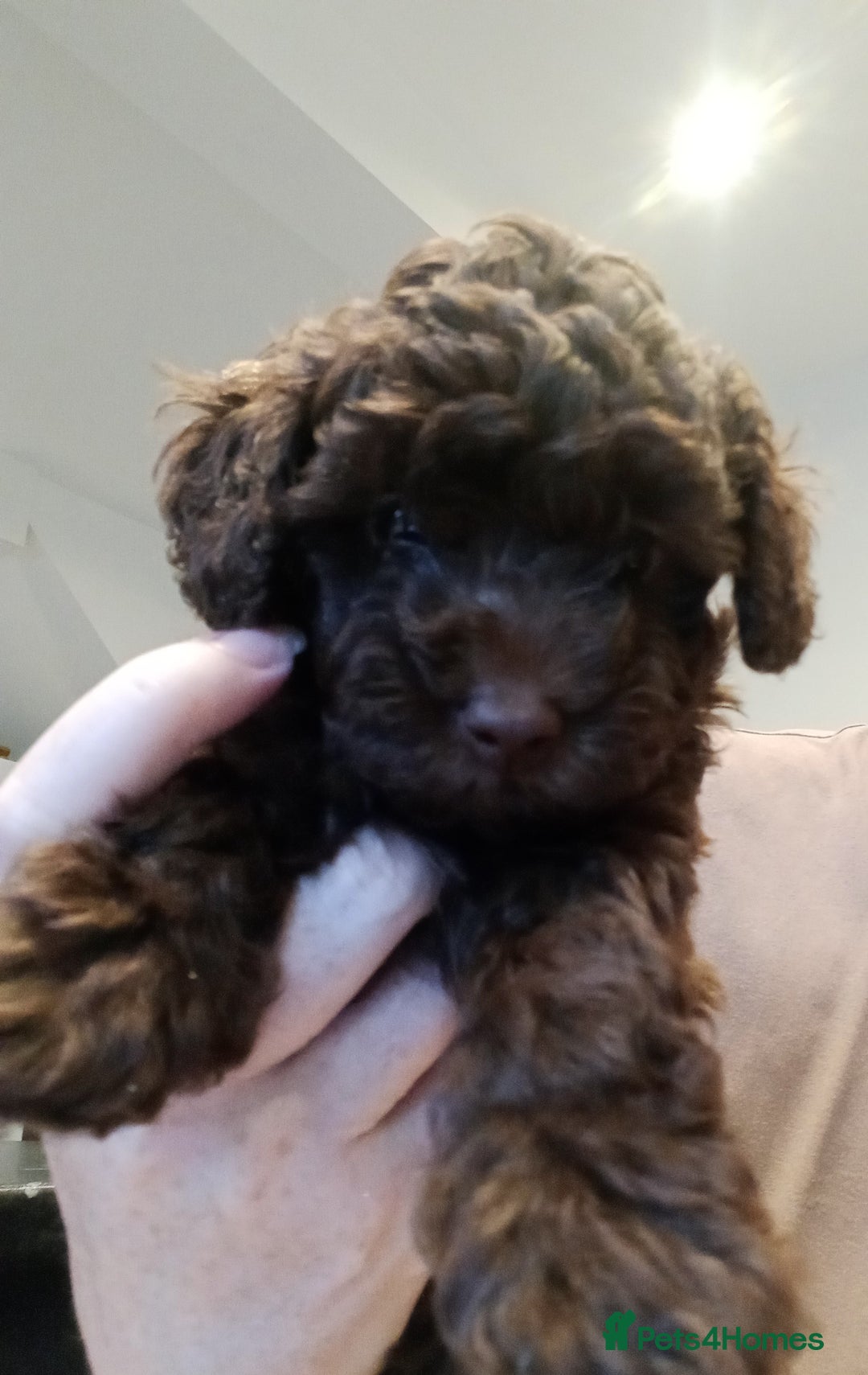 Toy Poodle dogs for sale: Chunky Chocolate Cuddler – Toy Poodle Pup  - Image 3