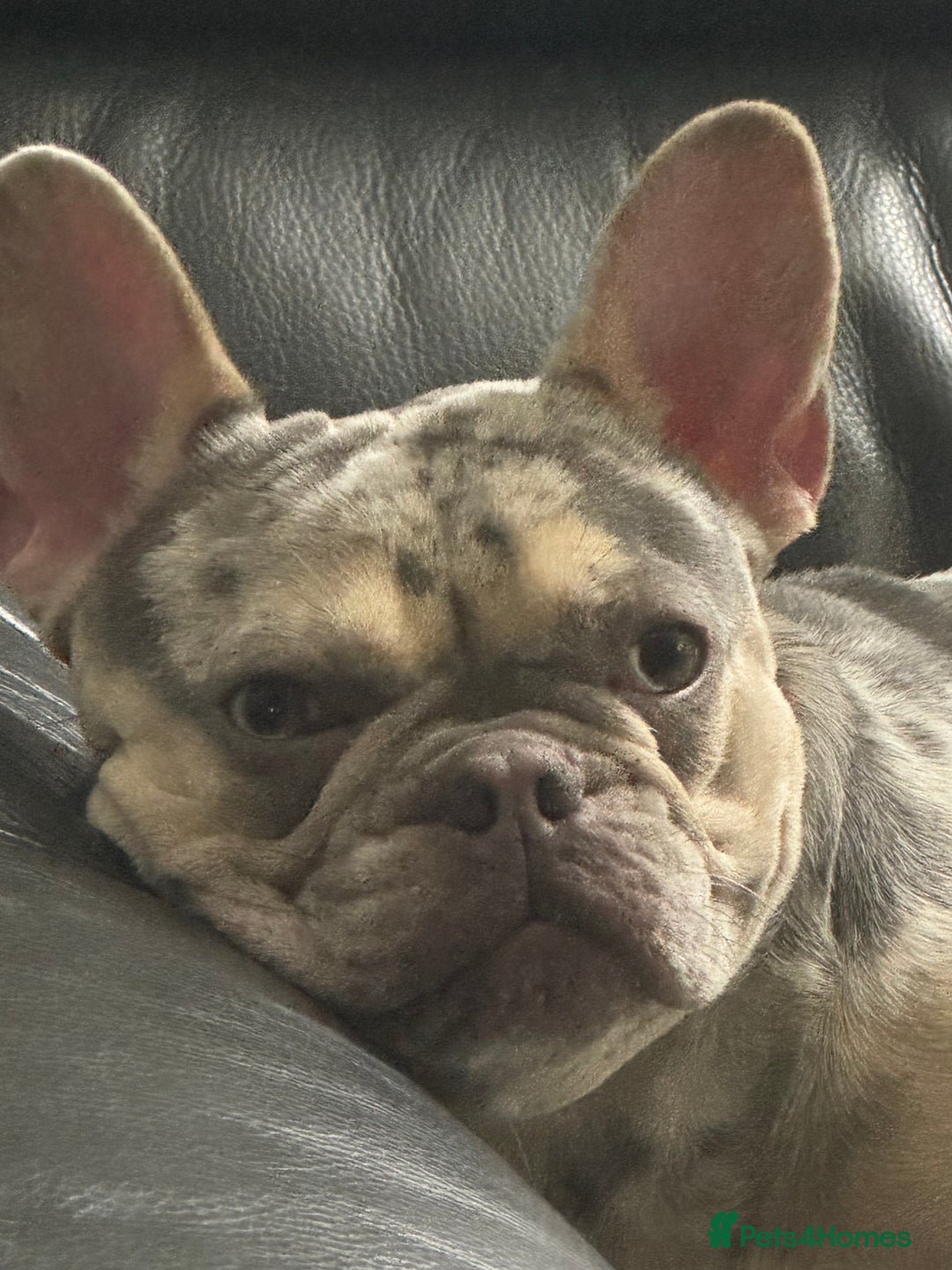 French Bulldog dogs for sale: Out standing french bulldogs merles carry fluffy - Advert 12