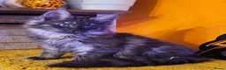 Maine Coon cats for sale: BEAUTIFUL MAINE COON KITTENS FOR SALE - Advert 23
