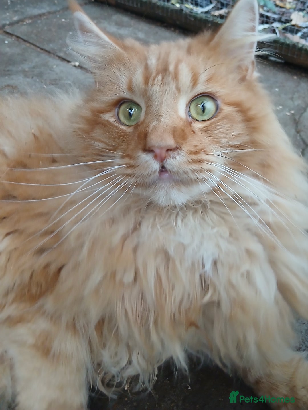 Maine Coon cats for sale: Lovely red tabby boy looking for good home - Advert 1