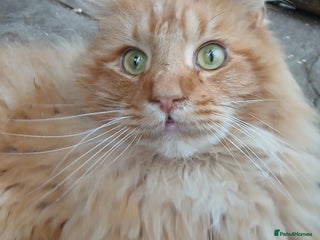 Maine Coon cats Lovely red tabby boy looking for good home - Advert 6
