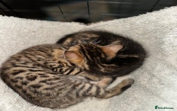 Bengal cats for sale: Snow Lynx, Marble & Brown Rosette Bengals - Image 32