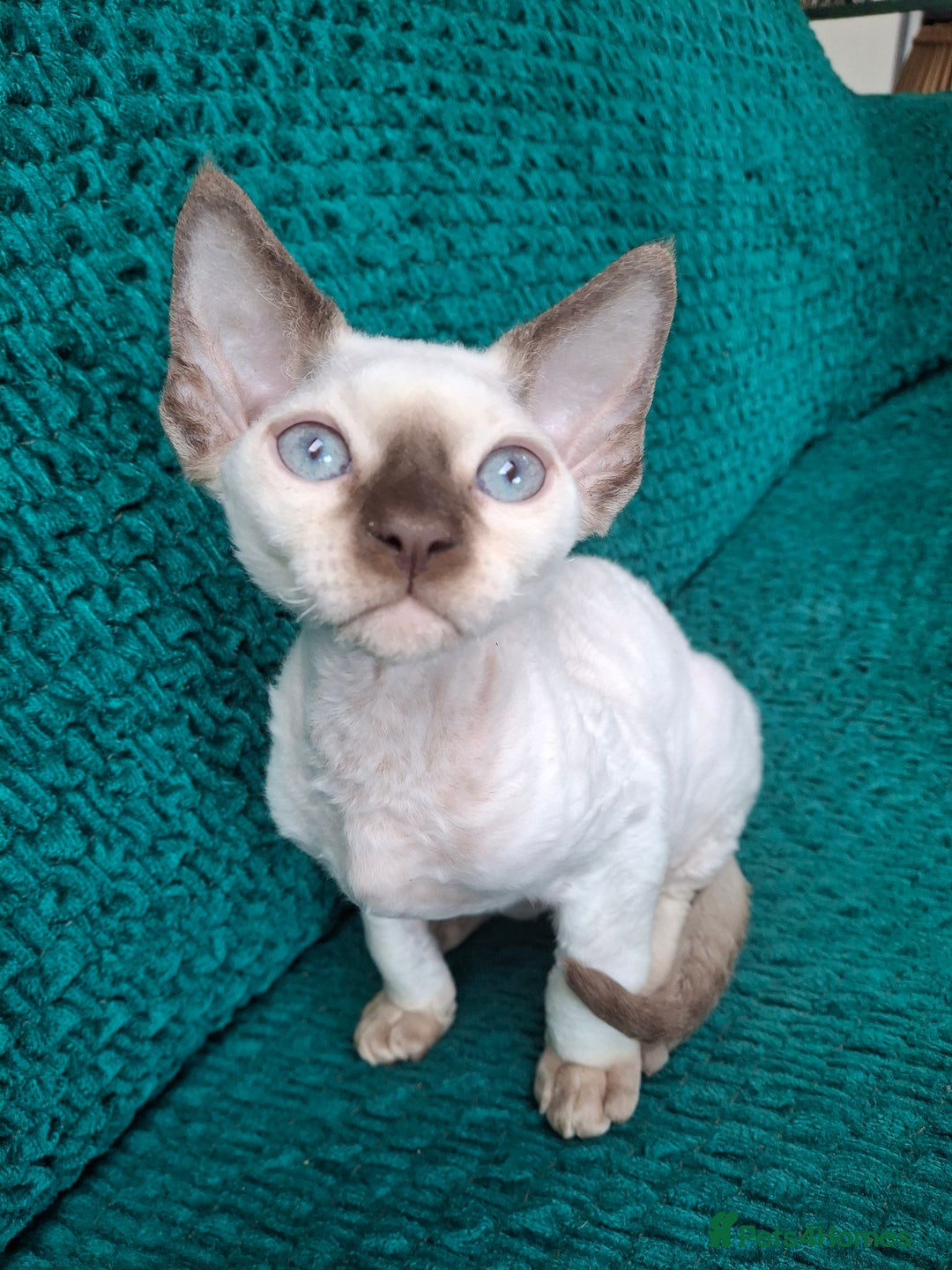 Devon Rex cats for sale: 🐱the boy ready for a change of home!!!  - Image 3