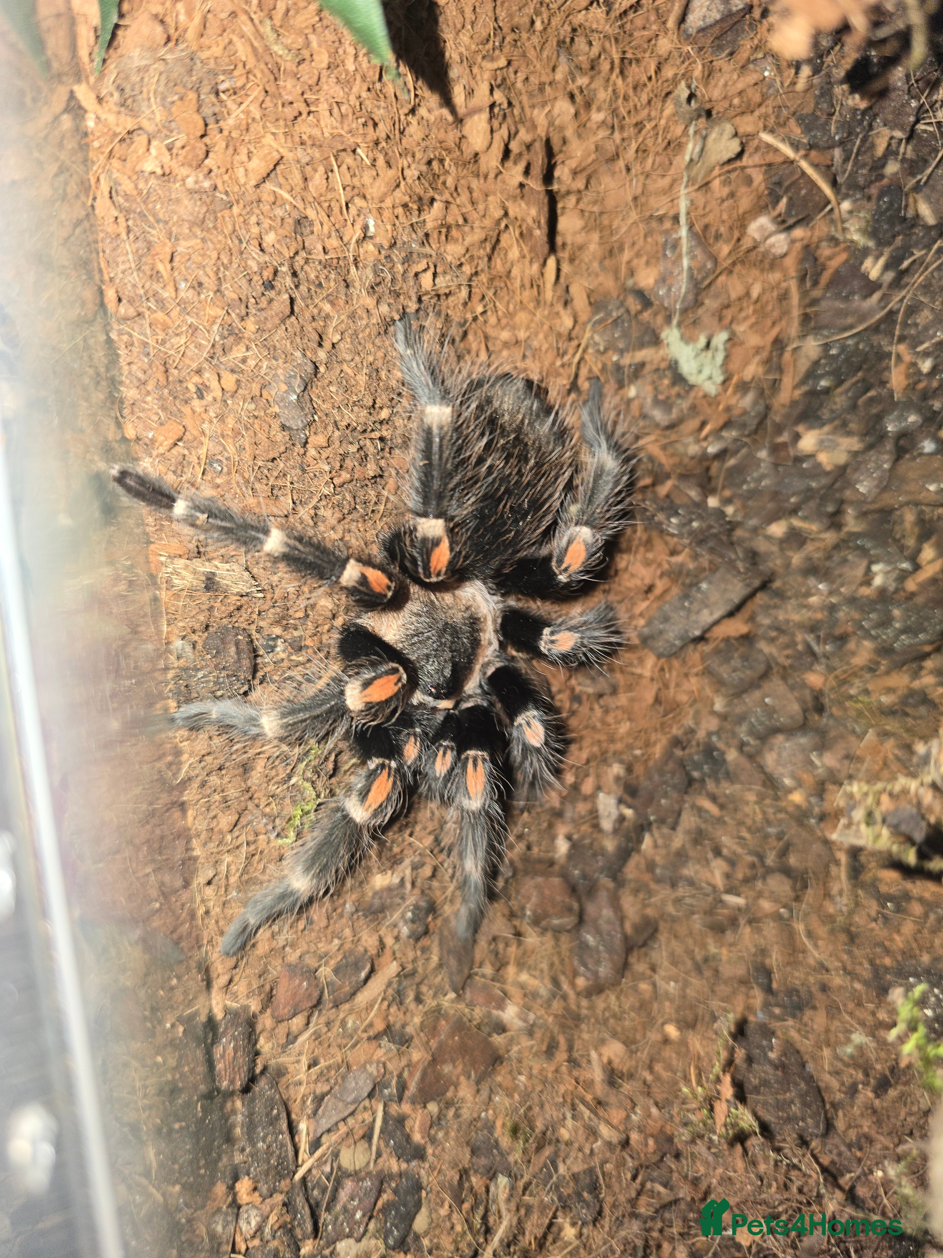 Tarantulas invertebrates Tarantulas - Advert 22