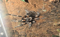 Tarantulas invertebrates for sale: Tarantulas - Image 1