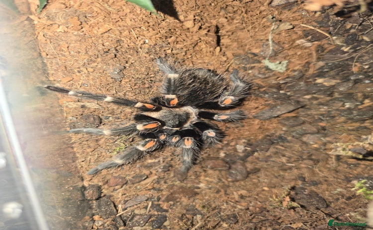 Tarantulas invertebrates - Advert 2