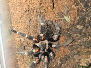 Tarantulas invertebrates - Advert 4