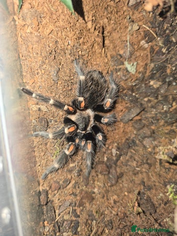 Tarantulas invertebrates - Advert 5