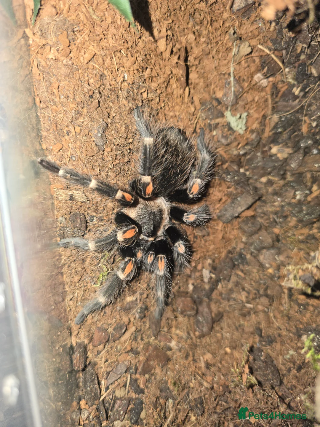 Tarantulas invertebrates for sale: Tarantulas - Advert 2