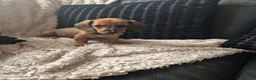 Dachshund dogs for sale: READY NOW- 1 boy left!Kc mini dachshund fully Vac - Advert 7