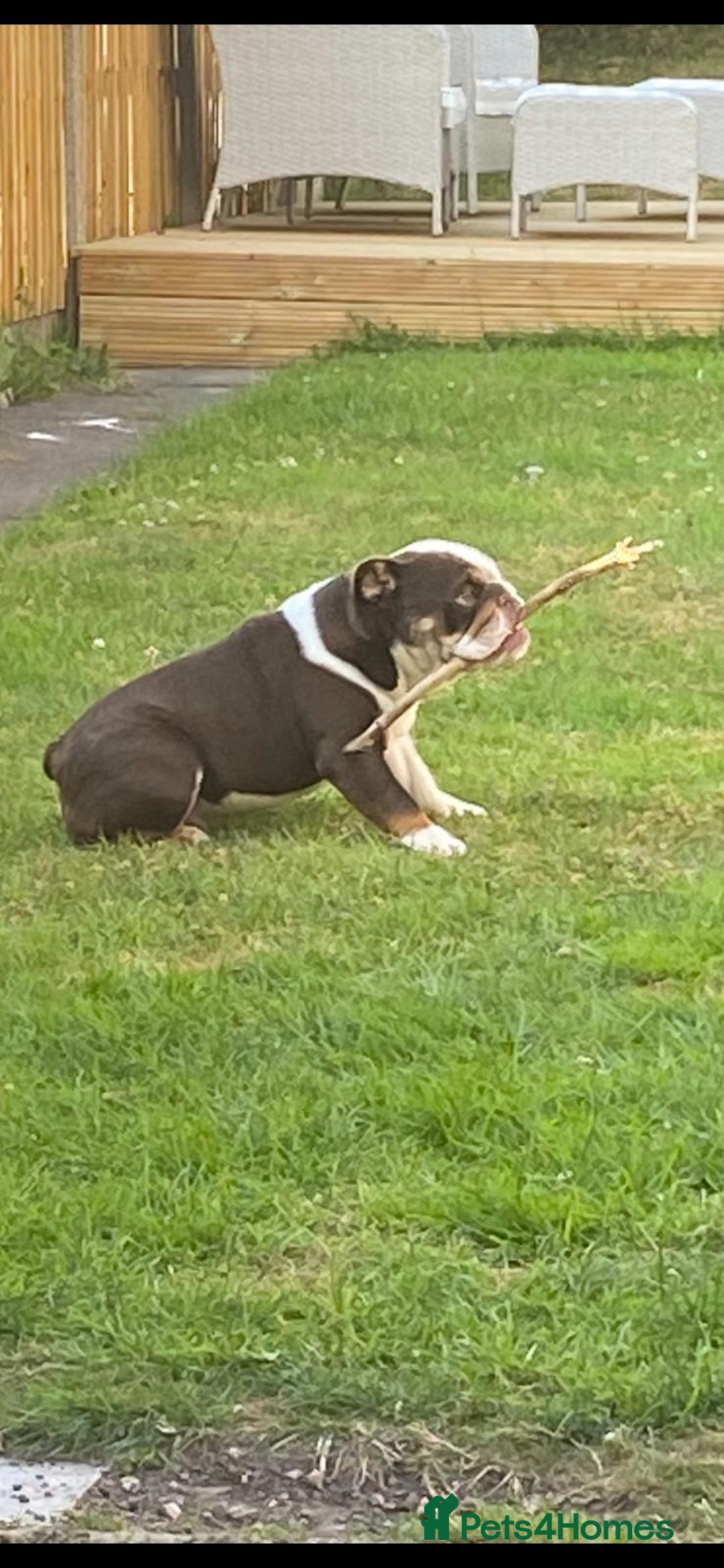 English Bulldog dogs for sale: English bulldog KC registered 16 months old - Advert 2