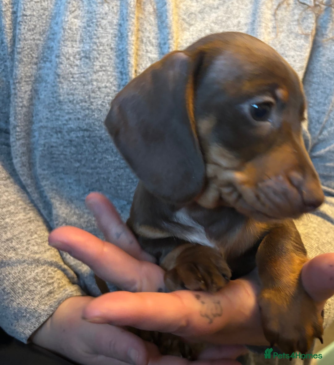 Miniature Dachshund dogs for sale: Kc registered Miniature dachshund puppies  - Image 5