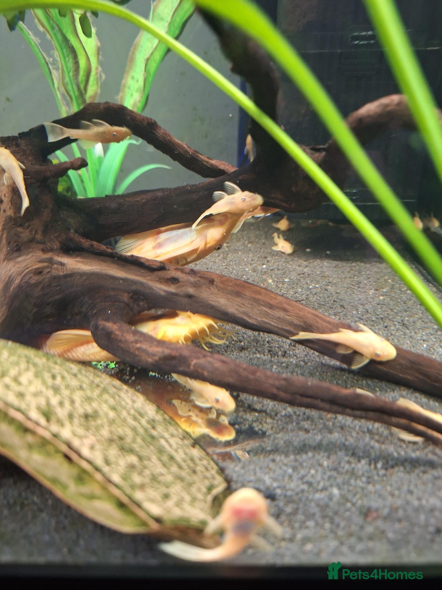 Plecos fish L144 Blue eyed lemon bristlenose pleco  - Advert 2