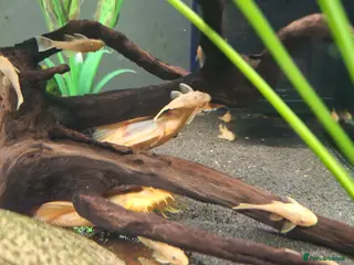 Plecos fish L144 Blue eyed lemon bristlenose pleco - Advert 2