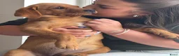 Labrador Retriever dogs for sale: Red Fox Labrador Puppy. Last One of Litter  - Advert 2