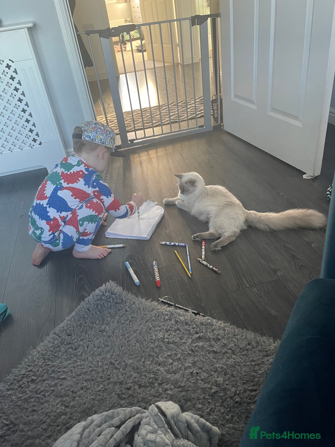 Ragdoll cats for sale: 🌸2x Extensively health tested Retiring Queens🌸 - Image 7