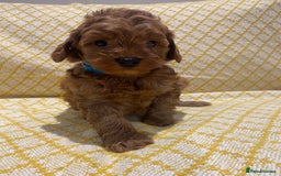 Maltipoo dogs for sale: 💖BEAUTIFUL LICENSED-BRED MALTIPOOS 💖 - Image 2