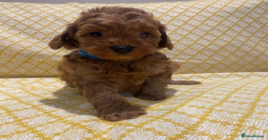 Maltipoo dogs - Advert 4