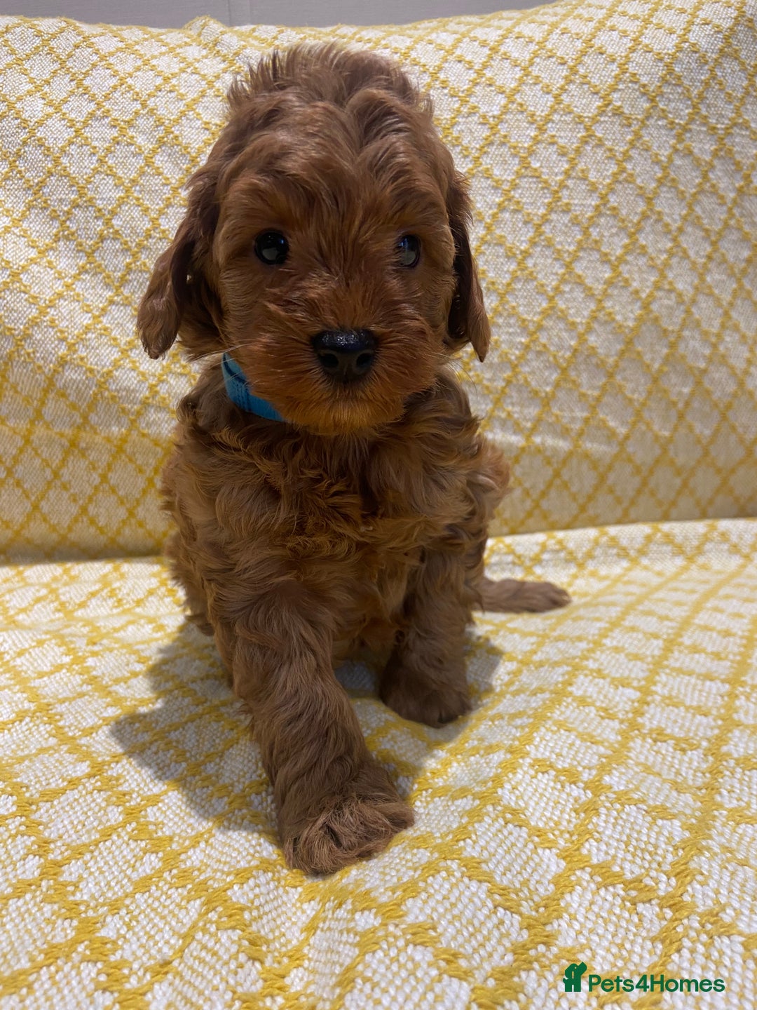 Maltipoo dogs for sale: 💖BEAUTIFUL LICENSED-BRED MALTIPOOS 💖 - Image 2