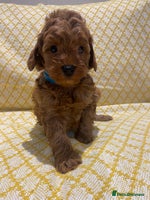 Maltipoo dogs - Advert 4