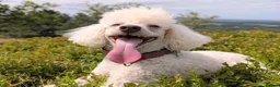 Bordoodle dogs for sale: OUTSTANDING *SABLE / TRI* BORDOODLES - Advert 15