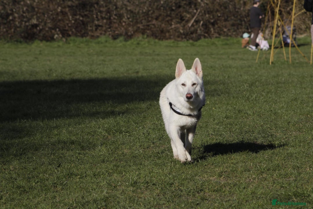 German Shepherd dogs for sale: White german sheperd  - Image 13