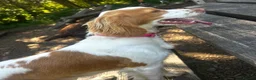 Cocker Spaniel dogs for sale: 4 girl cocker spaniels  - Advert 7