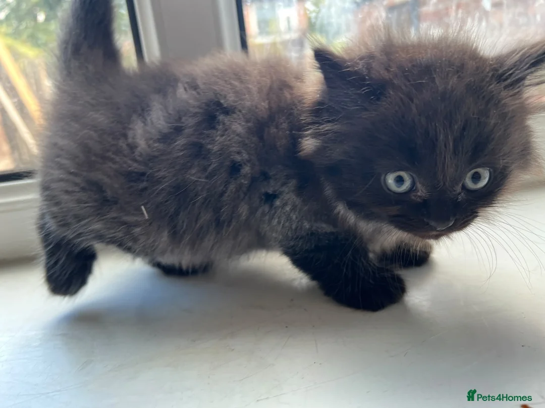 British Shorthair cats for sale: Adorable British Shorthair Kittens - Advert 2