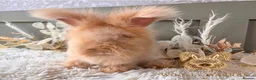 Angora rabbits for sale: Fully Vaccinated Angora Litter - Advert 8