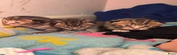 Mixed Breed cats for sale: 3 Absolute Stunning Patterned Kittens - Advert 14