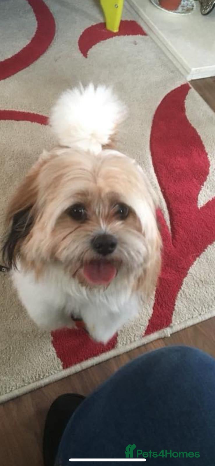 Shih Tzu dogs Shih tzu  - Advert 2