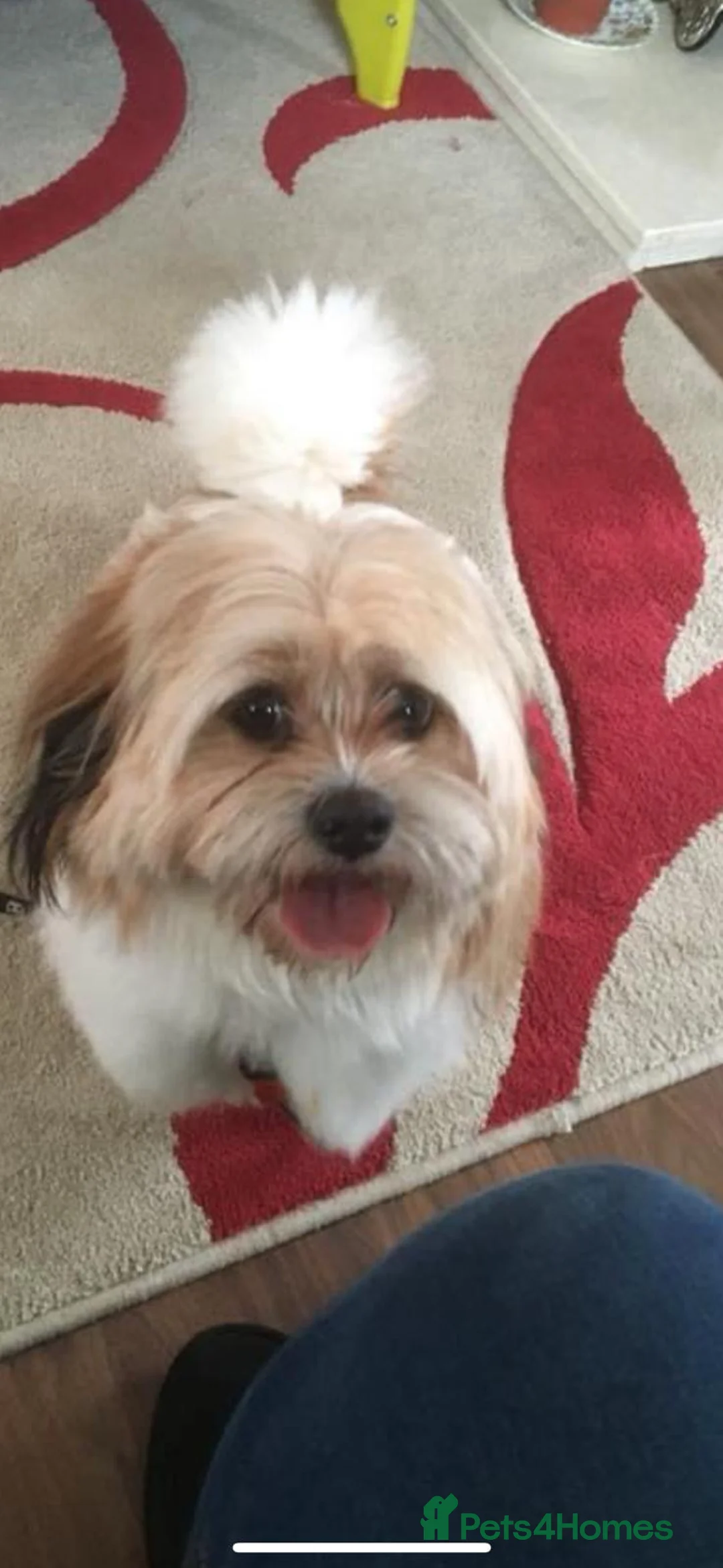 Shih Tzu dogs for sale: Shih tzu  - Advert 2
