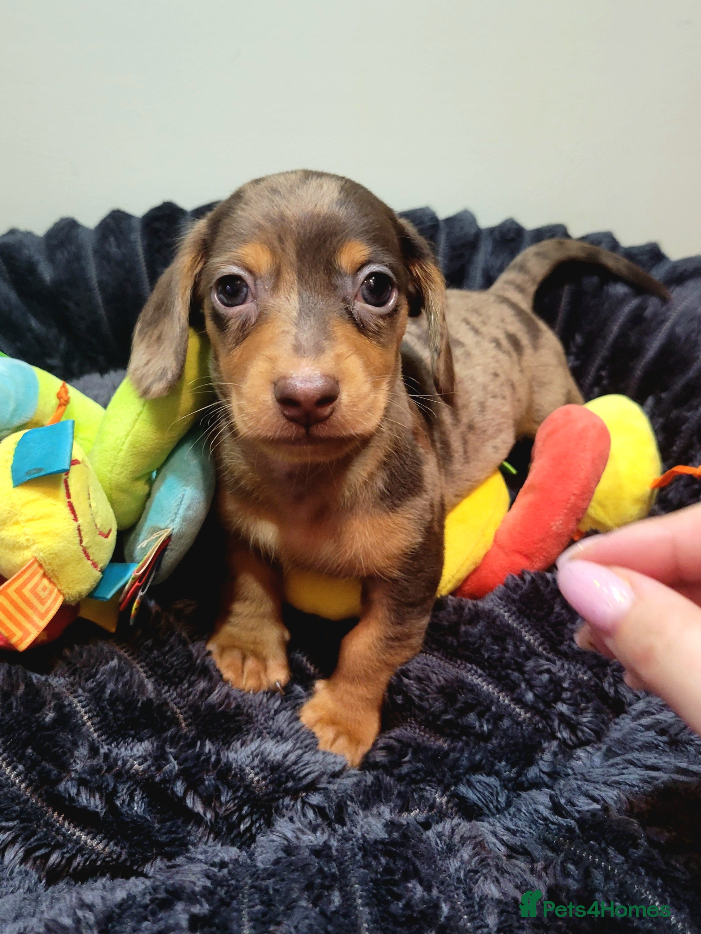 Miniature Dachshund dogs Kc Miniature  Dachshund  - Advert 16