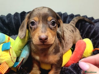 Miniature Dachshund dogs Kc Miniature Dachshund - Advert 16