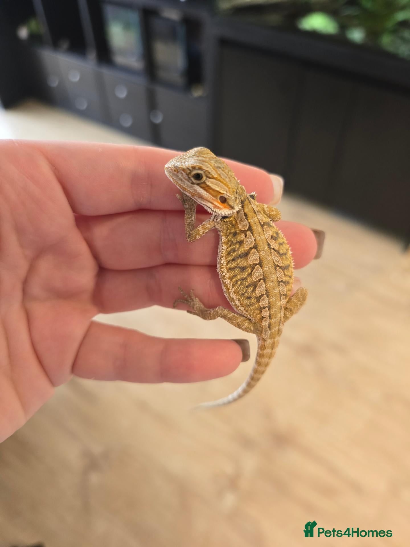 Bearded Dragon reptiles Baby Bearded Dragons - Advert 2