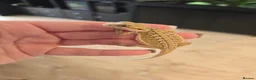 Bearded Dragon reptiles for sale: Baby Bearded Dragons - Advert 2