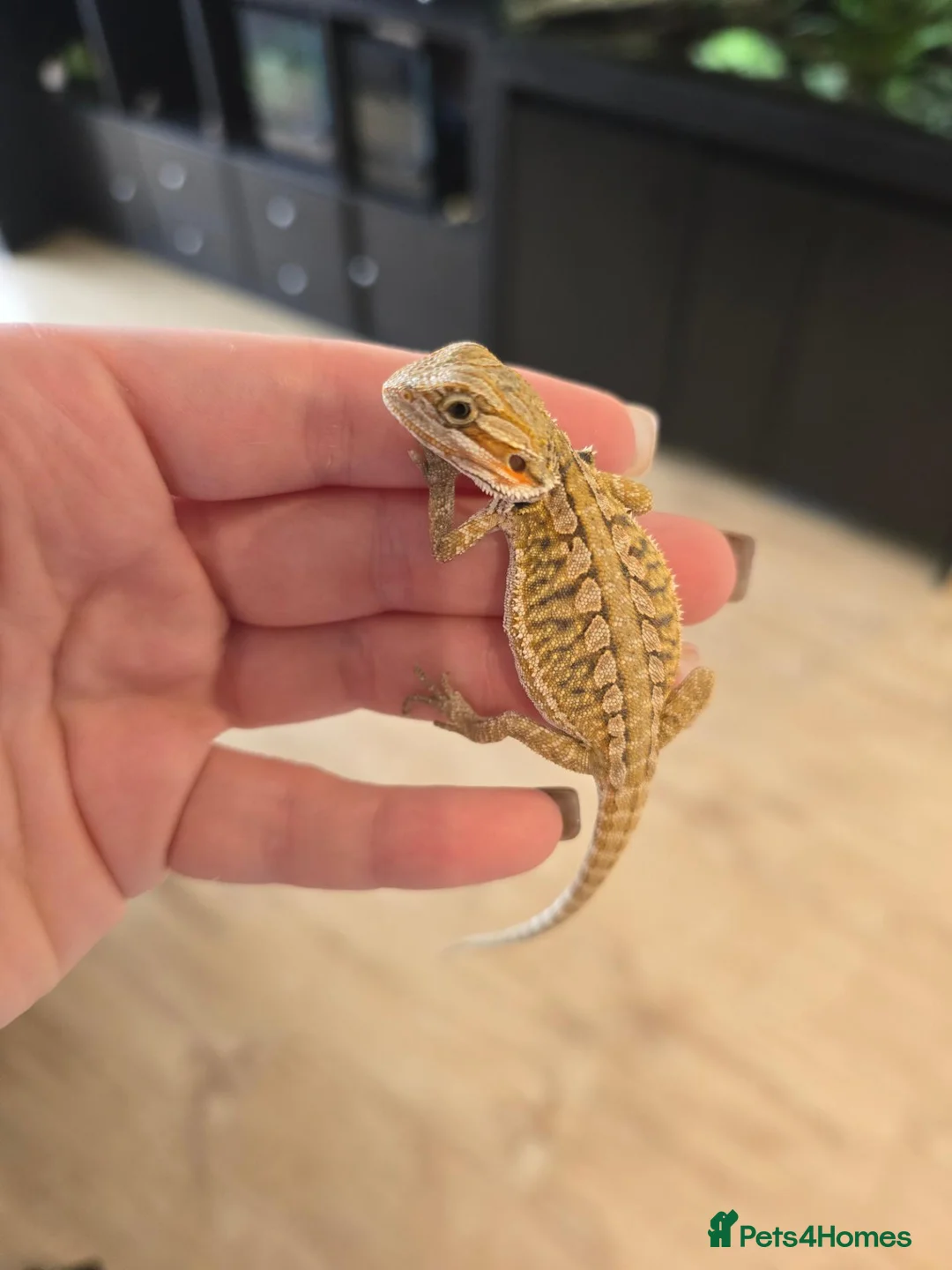 Bearded Dragon reptiles for sale: Baby Bearded Dragons - Advert 2