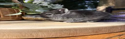 Netherland Dwarf rabbits for sale: Pure bred vaccinated* Netherland Dwarfs  - Advert 15