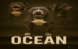 Staffordshire Bull Terrier dogs for sale: Confirmation of pregnancy  - Advert 1