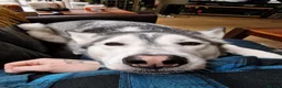 Siberian Husky dogs for sale: Siberian Husky for rehome  - Advert 2