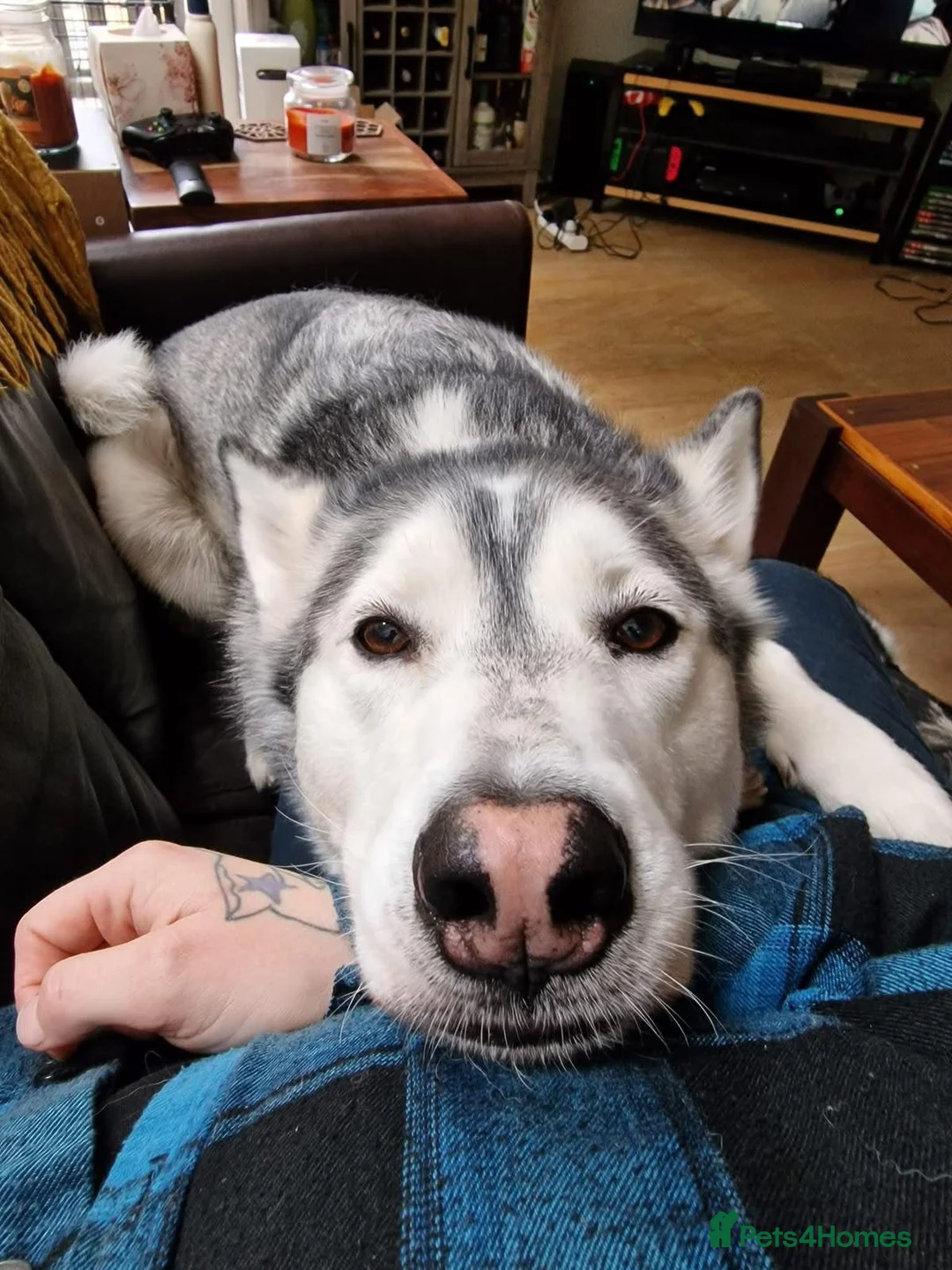 Siberian Husky dogs for sale: Siberian Husky for rehome  - Advert 2