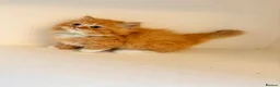 Persian cats for sale: Rare DWARF LEG PERSIANS - Persian Munchkin Minuets - Advert 15
