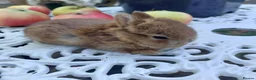 Netherland Dwarf rabbits for sale: NEATHERLAND DWARF X BABIES - Advert 4